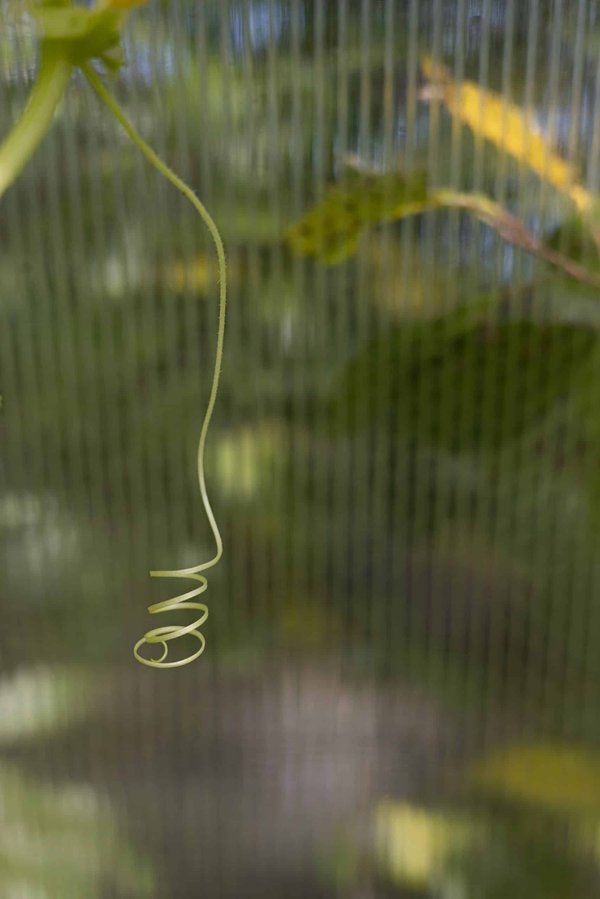 How Can UK Pet Services Adapt to Trends in Animal Wellness and Nutrition?