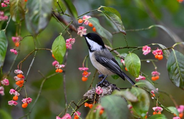 What Are the Environmental Impacts of the UK's Shift to Electric Aviation?